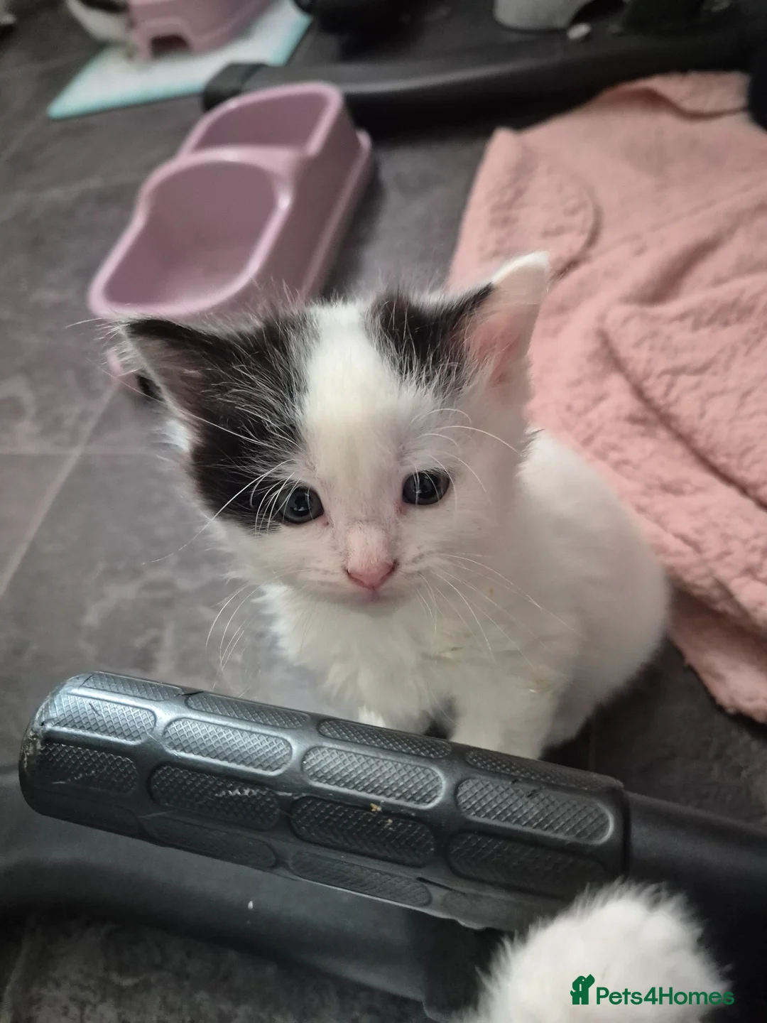 British Shorthair cats for sale: Tuxedo/Harlequin Kittens (4boys & 4girls) - Advert 2