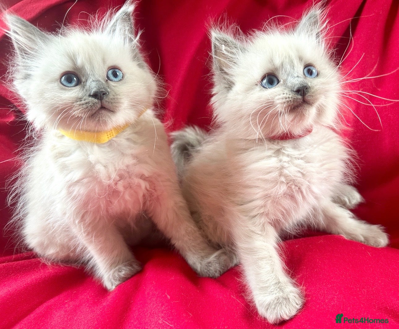 Ragdoll cats Pure Blue Ragdoll kittens  - Advert 2