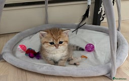 British Shorthair cats for sale: British Shorthair golden and silver - Image 1