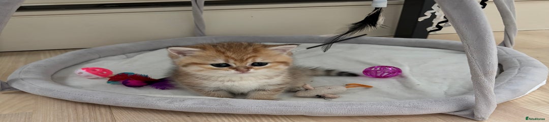 British Shorthair Kitten 1