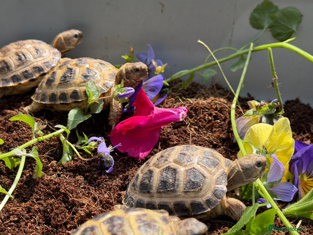 Tortoise reptiles for sale: Baby horsfield tortoises for sale. Setups also av - Advert 7