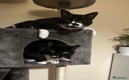 British Shorthair cats for sale: Juno and Minnie - Image 9