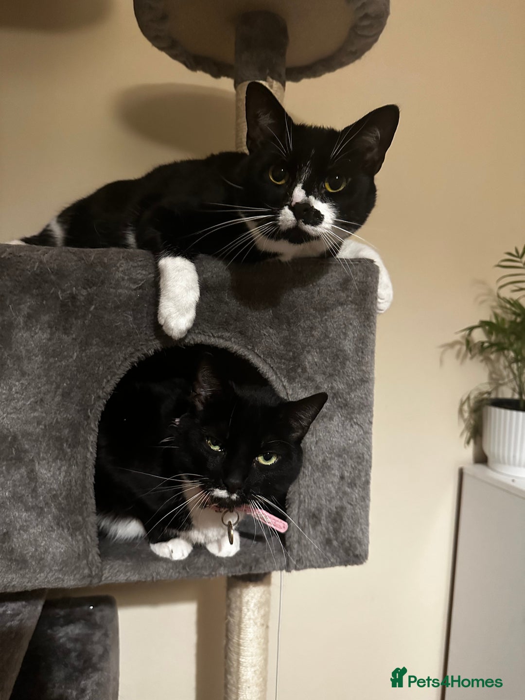 British Shorthair cats for sale: Juno and Minnie - Image 9