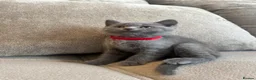 British Shorthair cats for sale: 💙🥇GCCF Pedigree British Shorthair - Advert 12