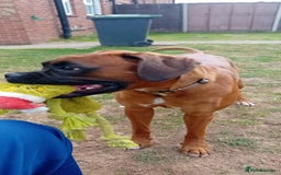 Boxer dogs for sale: Female boxer for sale  - Image 6