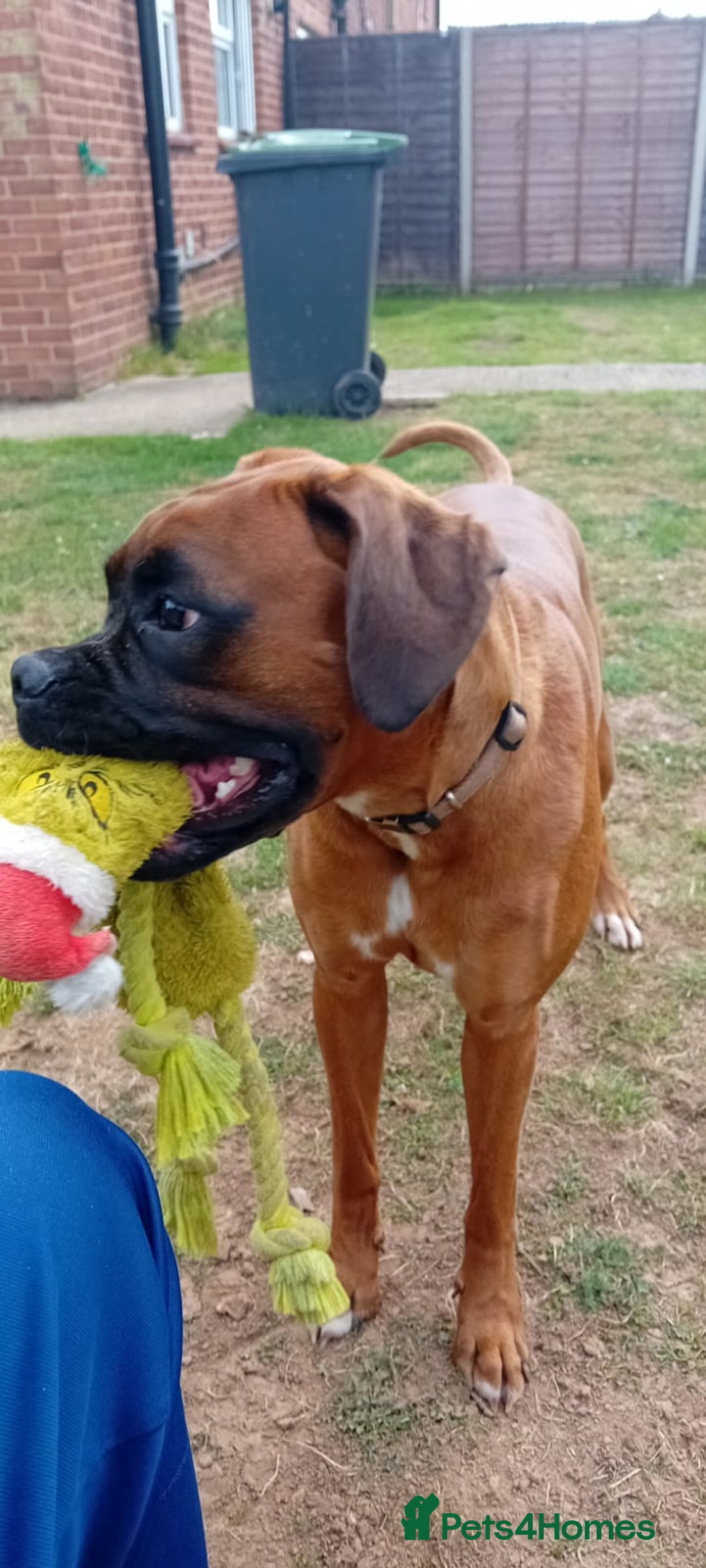 Boxer dogs for sale: Female boxer for sale  - Image 6