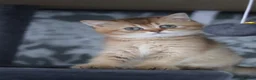 British Shorthair cats for sale: 🌟 Luxury Champion line Golden BSH🌟 - Advert 9