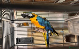 Macaws birds for sale: Breeding pair Blue and Gold macaws in Knottingley - Image 4