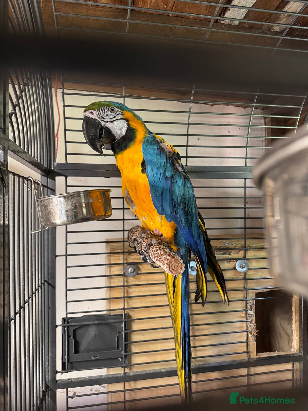 Macaws birds for sale: Breeding pair Blue and Gold macaws in Knottingley - Image 4
