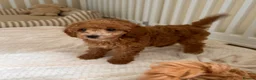 Cockapoo dogs for sale: Stunning F1B cockapoo puppies   - Advert 7