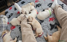 Golden Retriever dogs for sale: Golden Retriever Puppies - you will Fall in love  - Image 33