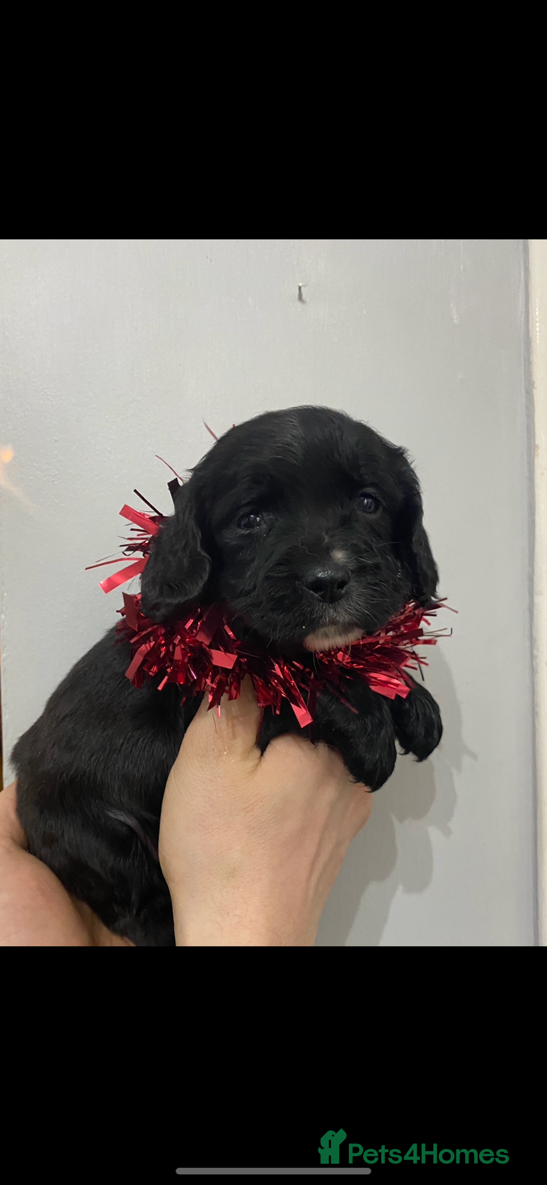 Cocker Spaniel dogs for sale: Cocker spaniel puppies for sale  - Advert 10