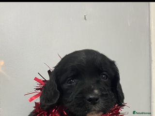 Cocker Spaniel dogs Cocker spaniel puppies for sale - Advert 16