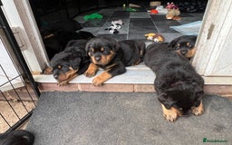 Rottweiler dogs for sale: Family bred and loved Rottweiller puppies - Image 19