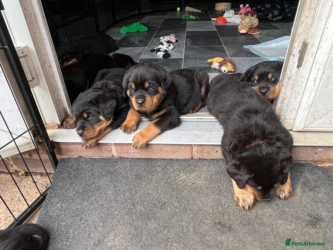 Rottweiler dogs for sale: Family bred and loved Rottweiller puppies - Image 19