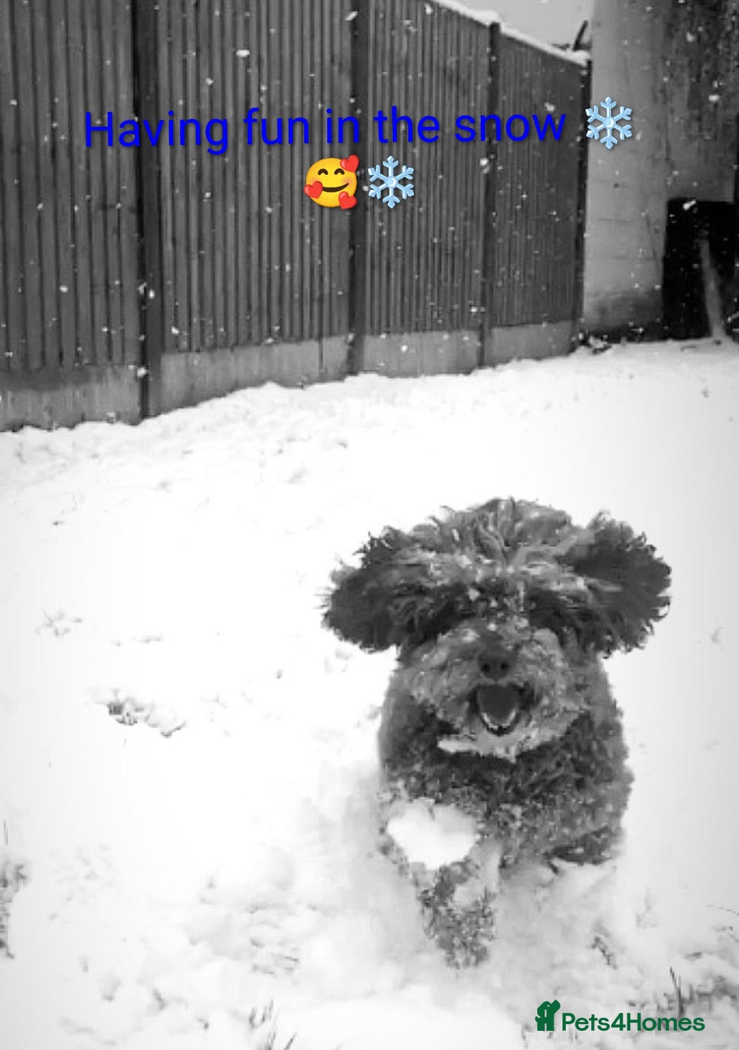 Toy Poodle dogs for sale: 9year old Toy poodle looking for new home - Advert 4