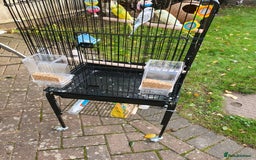 Budgerigars birds for sale: 3 lovely budgies  🐦  - Image 3