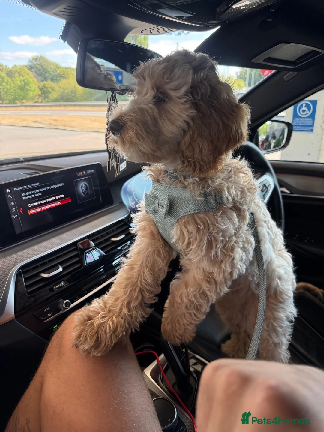 Cockapoo dogs for sale: Rupert in Alfreton - Advert 5