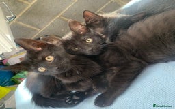 Mixed Breed cats for sale: 4 beautiful black kittens - Image 1