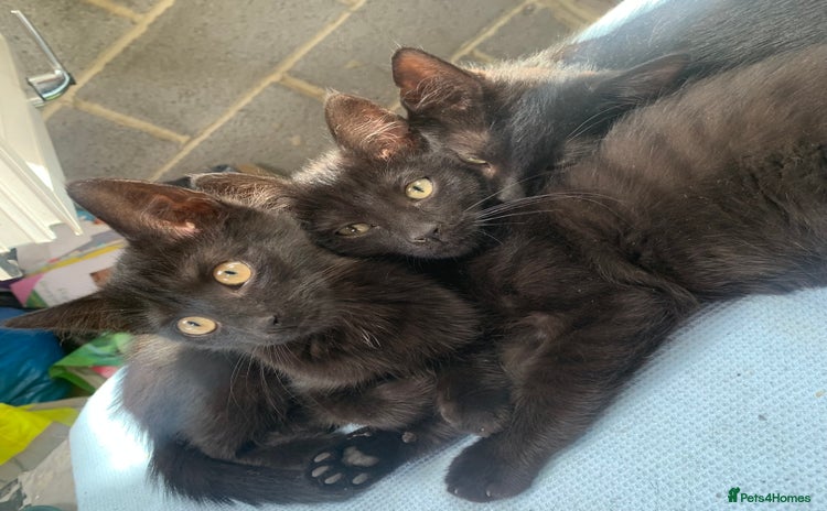 Mixed Breed cats - Advert 15