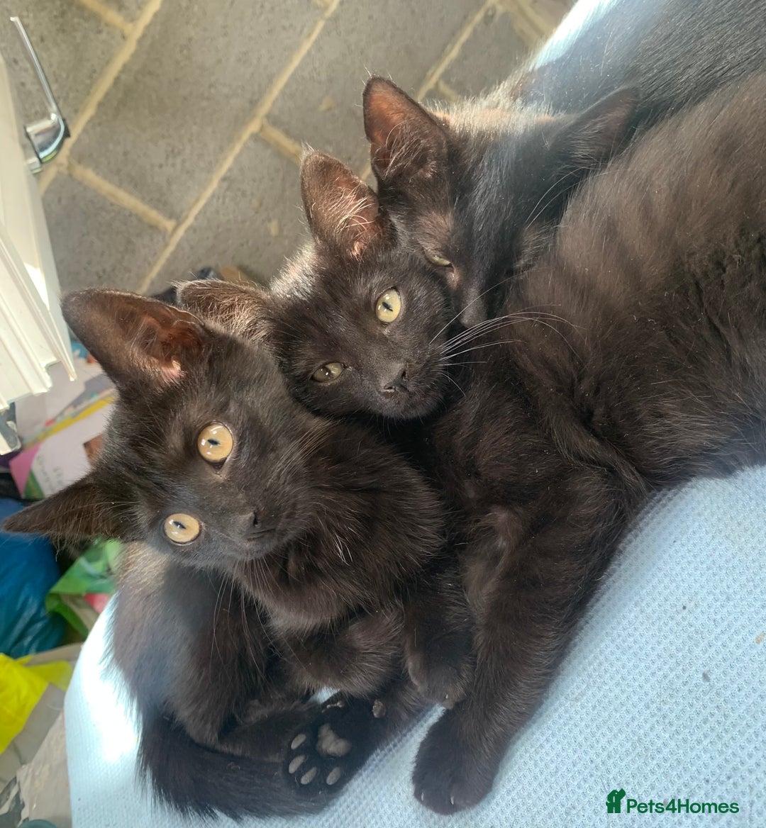 Mixed Breed cats for sale: 4 beautiful black kittens - Image 1