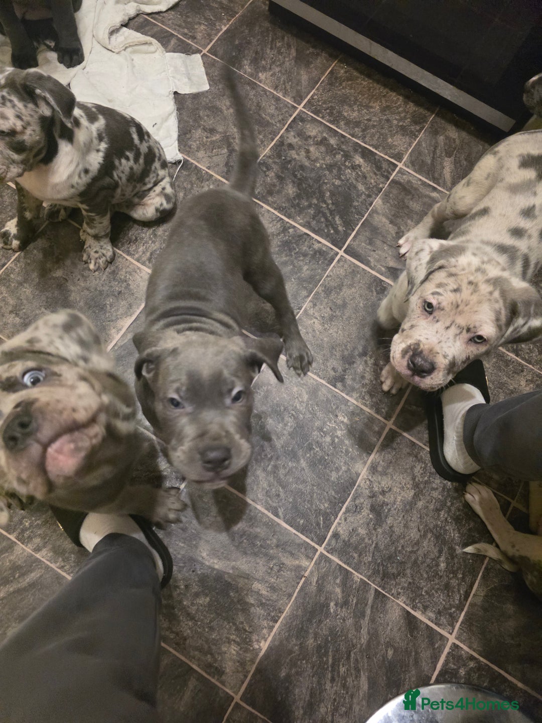 Cane Corso dogs for sale: Cane corso cross  - Advert 10