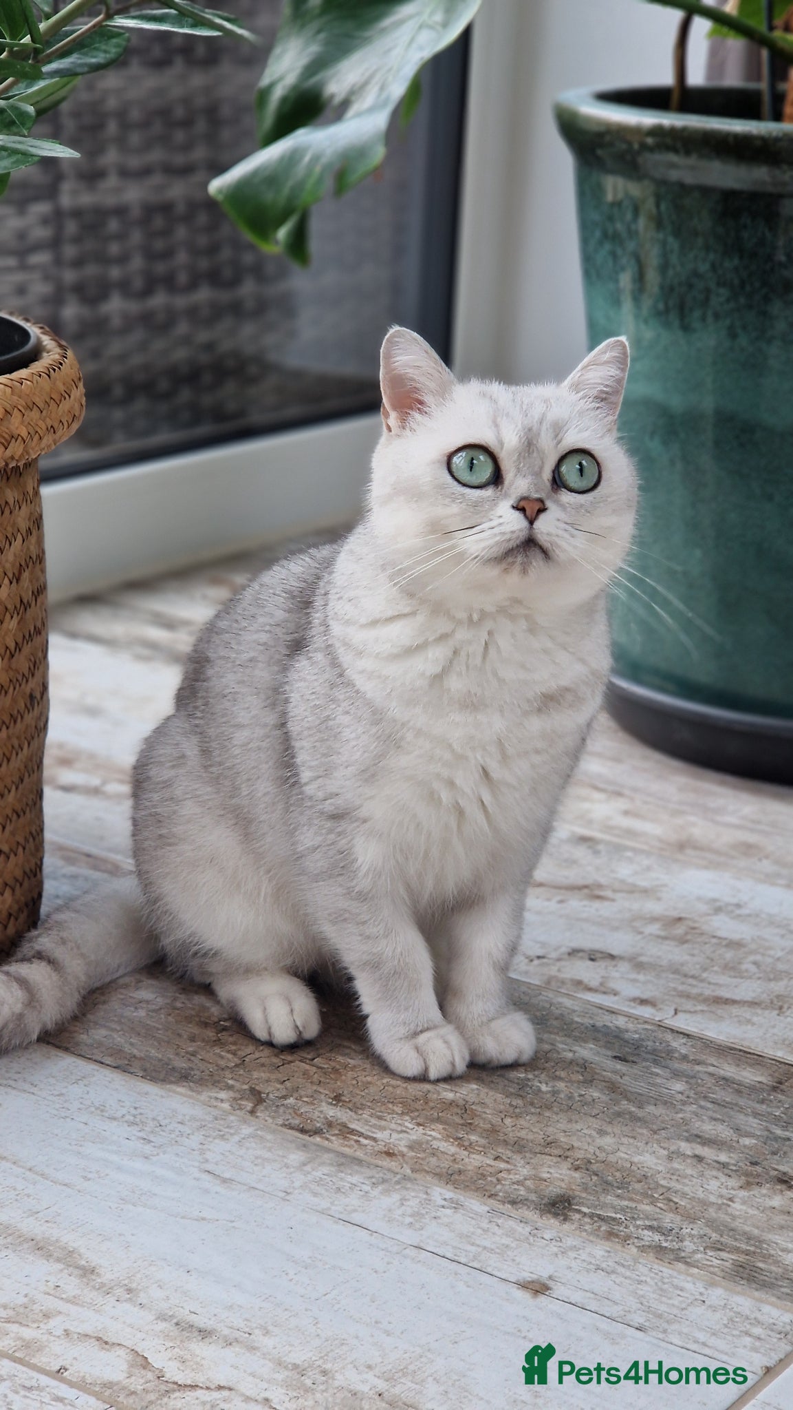 Scottish Fold cats Stuning Schottish straight Adult Cat🐈  - Advert 2