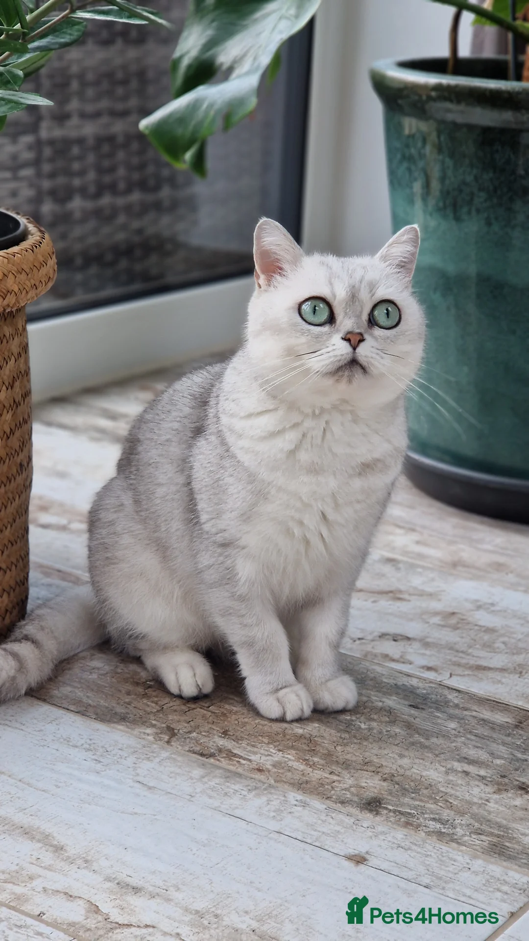 Scottish Fold cats for sale: Stuning Schottish straight Adult Cat🐈  - Advert 2