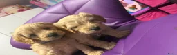 Cockapoo dogs for sale: Beautiful puppies  - Advert 20
