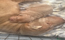 Shar Pei dogs for sale: 1 STUNNING GIRL LEFT PURE BRED  - Image 7