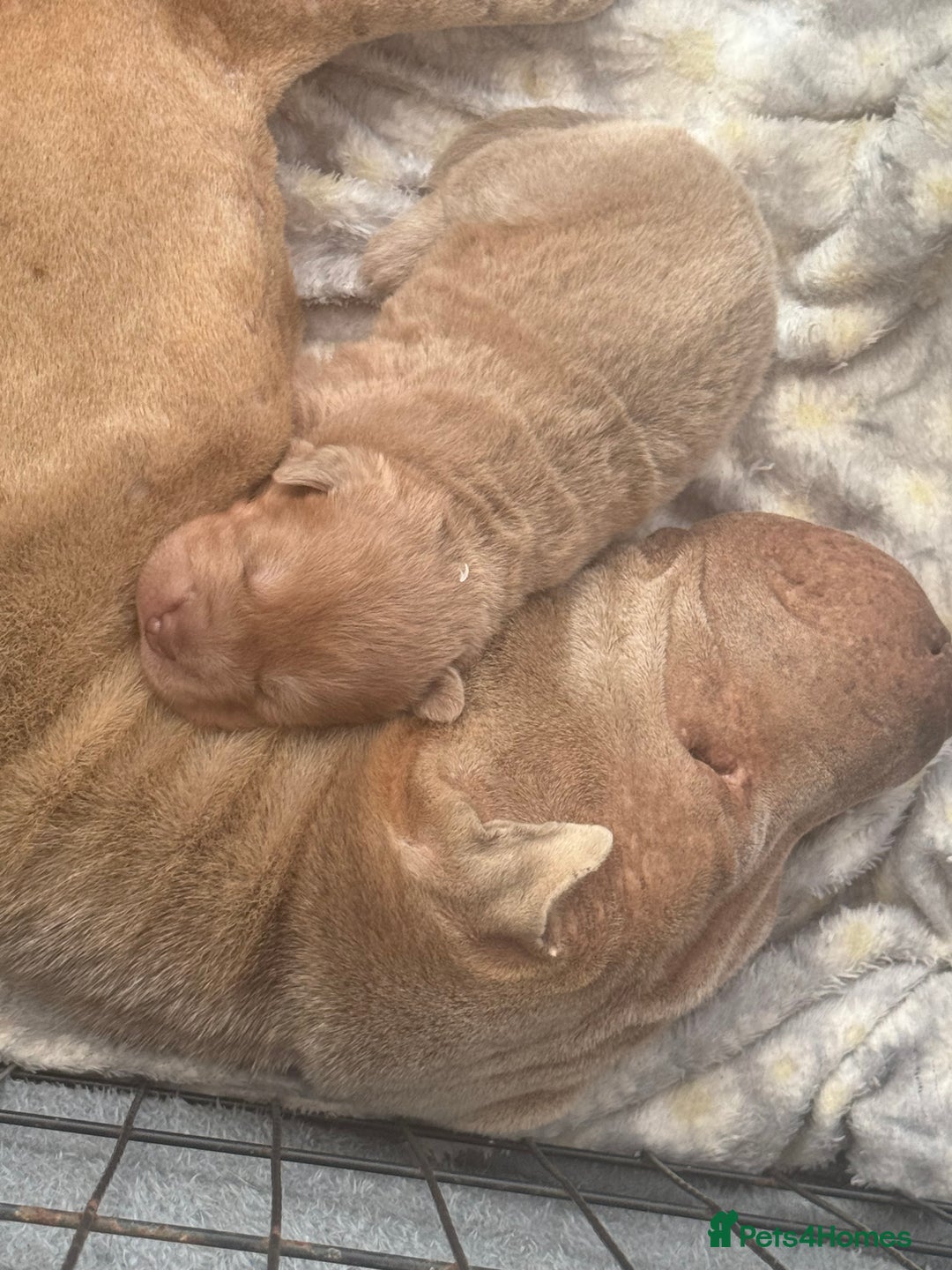 Shar Pei dogs for sale: 1 STUNNING GIRL LEFT PURE BRED  - Image 7