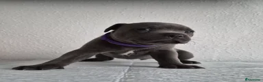 Staffordshire Bull Terrier 3
