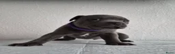 Staffordshire Bull Terrier dogs for sale: KC Registered Staffordshire Bull Terrier Puppies - Advert 14