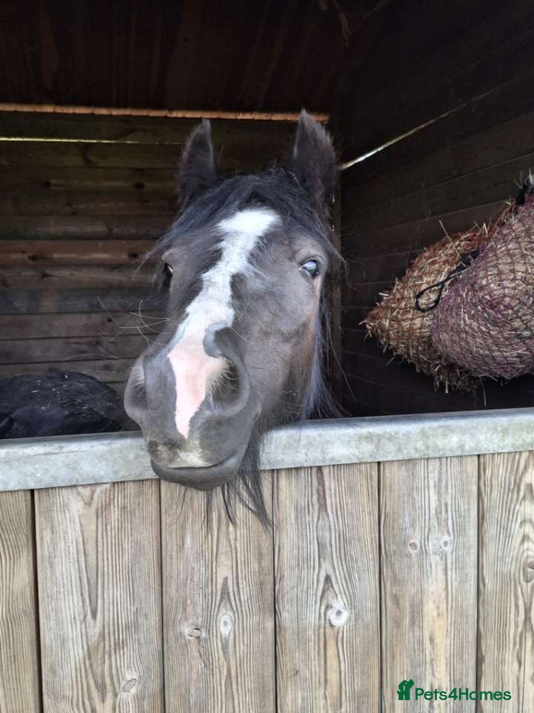 Other Breed horses for sale: Dolly cob x friesian (deposit paid) - Image 4