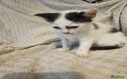Mixed Breed cats for sale: 8 lovely kittens for sale - Image 7