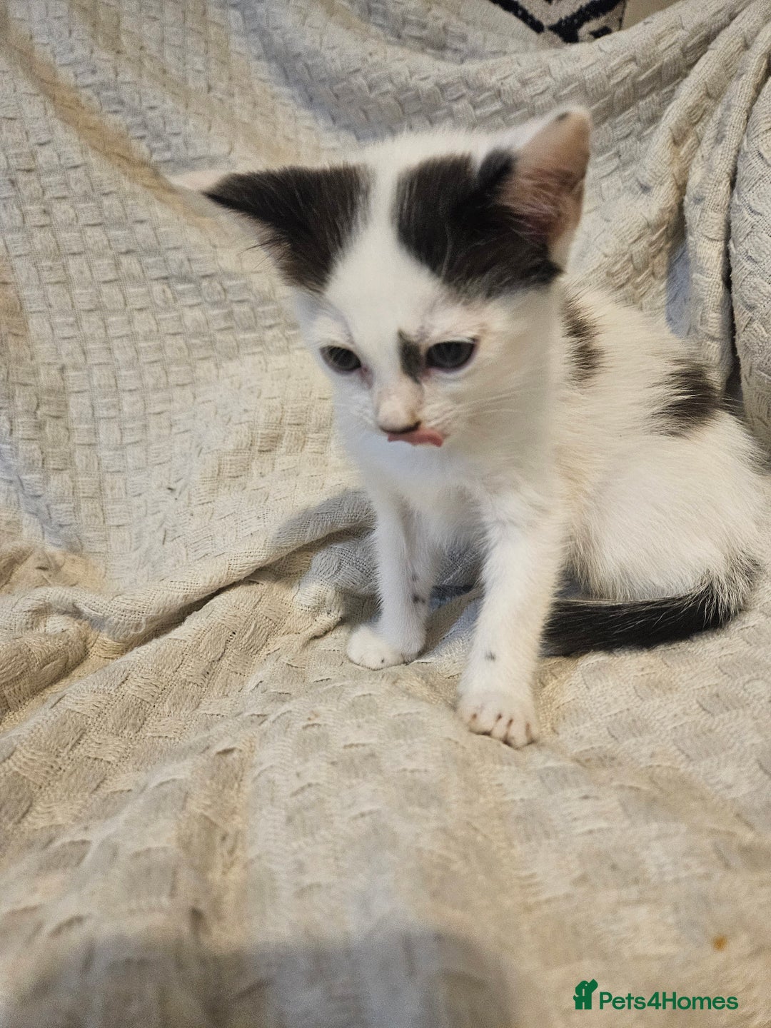 Mixed Breed cats for sale: 8 lovely kittens for sale - Image 7