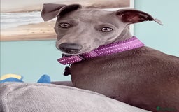 Mixed Breed dogs for sale: Italian greyhound/whippet  - Image 1