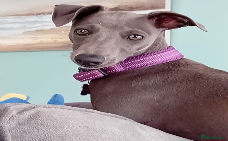Mixed Breed dogs - Advert 1