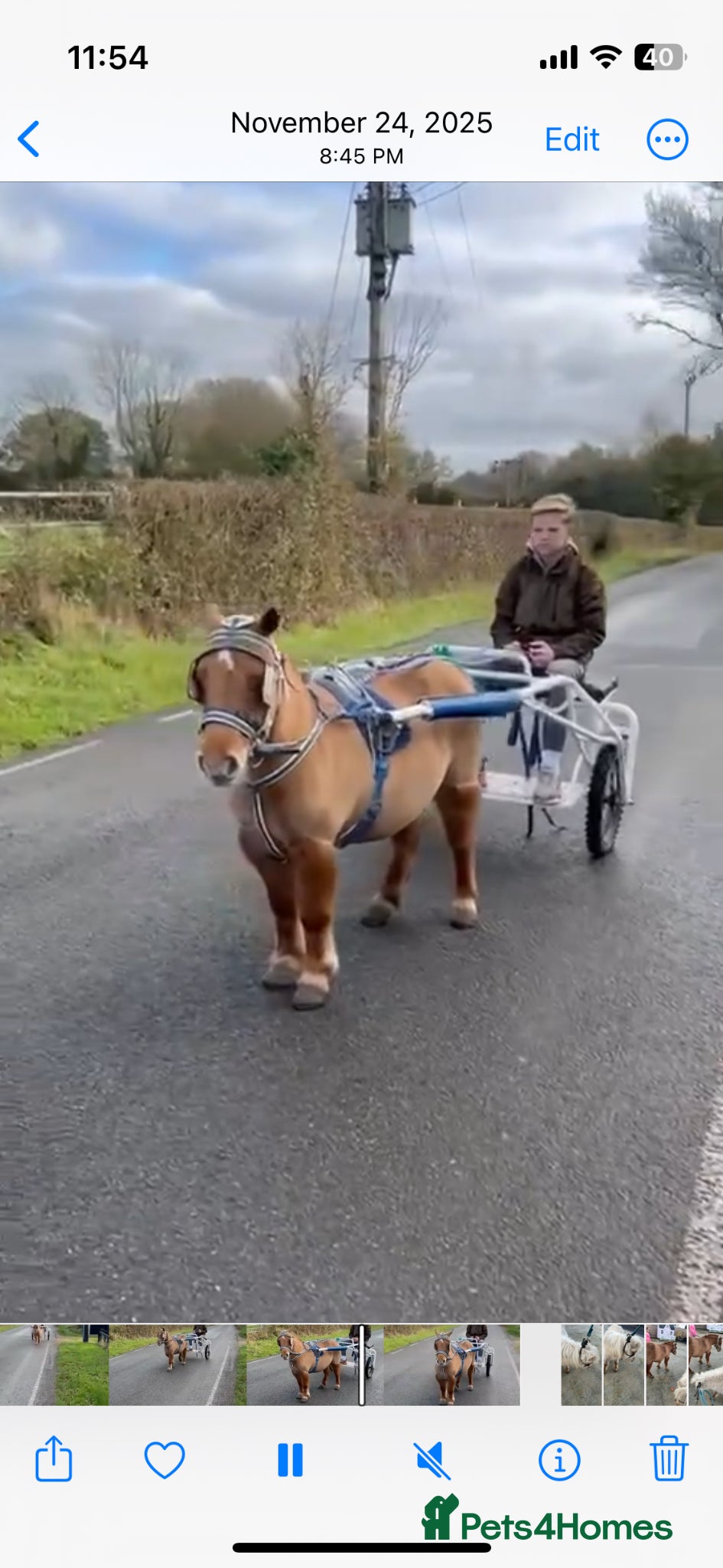 Shetland pony horses Shetland pony mare - Advert 4