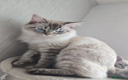 Ragdoll cats for sale: Female Lynx Ragdoll  - Image 1