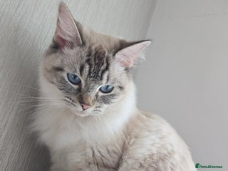 Ragdoll cats - Advert 3