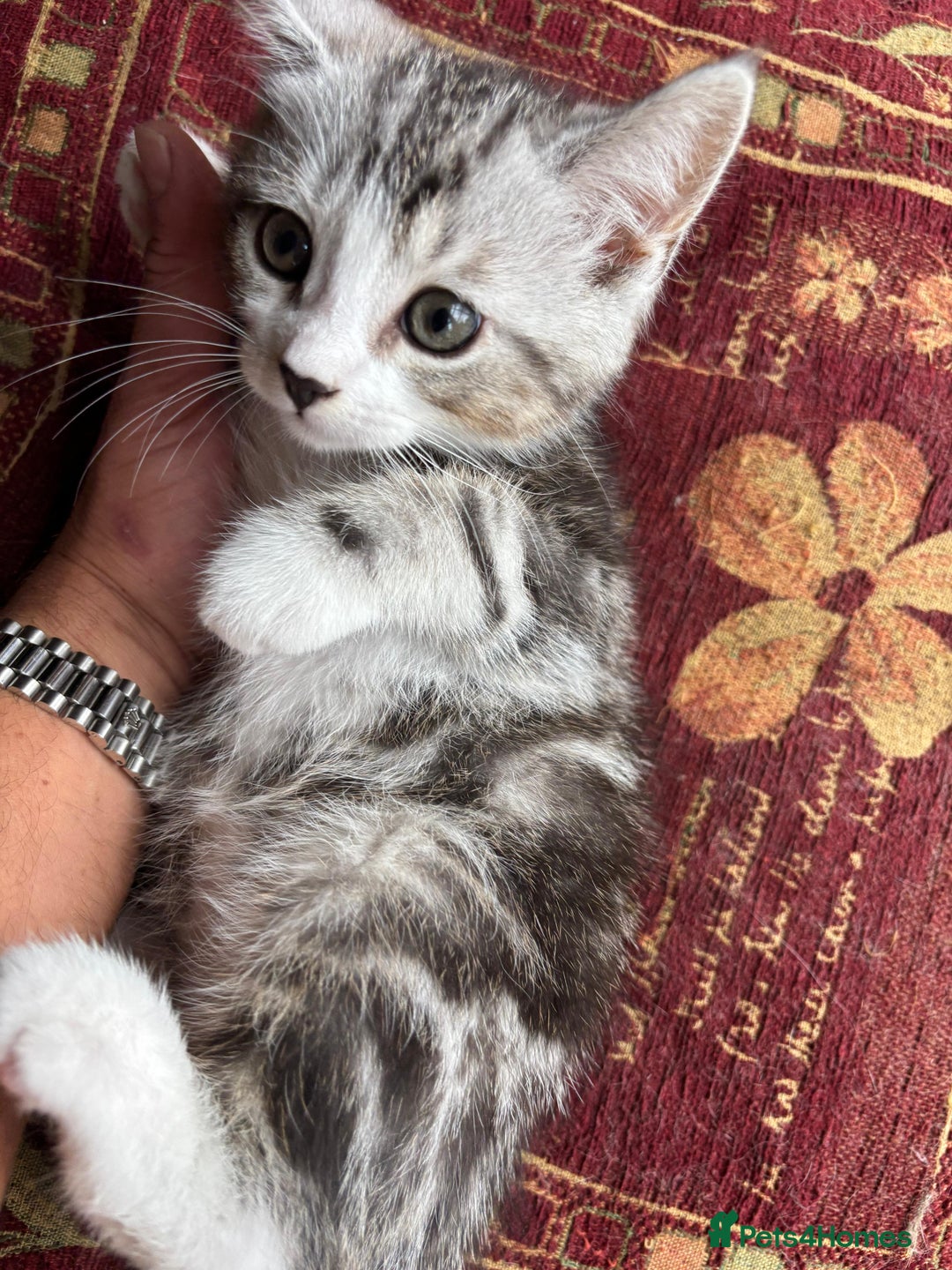 Persian cats for sale: Persian chinchilla mix of 3 boys left in St Albans - Image 12