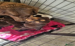 Cocker Spaniel dogs for sale: Ready this Thursday vet checked  - Image 19