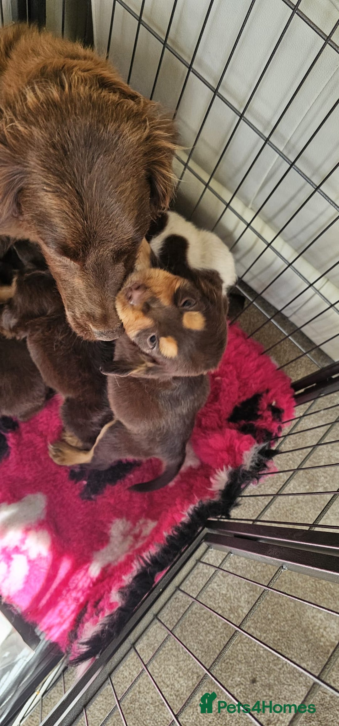 Cocker Spaniel dogs for sale: Ready this Thursday vet checked  - Image 19