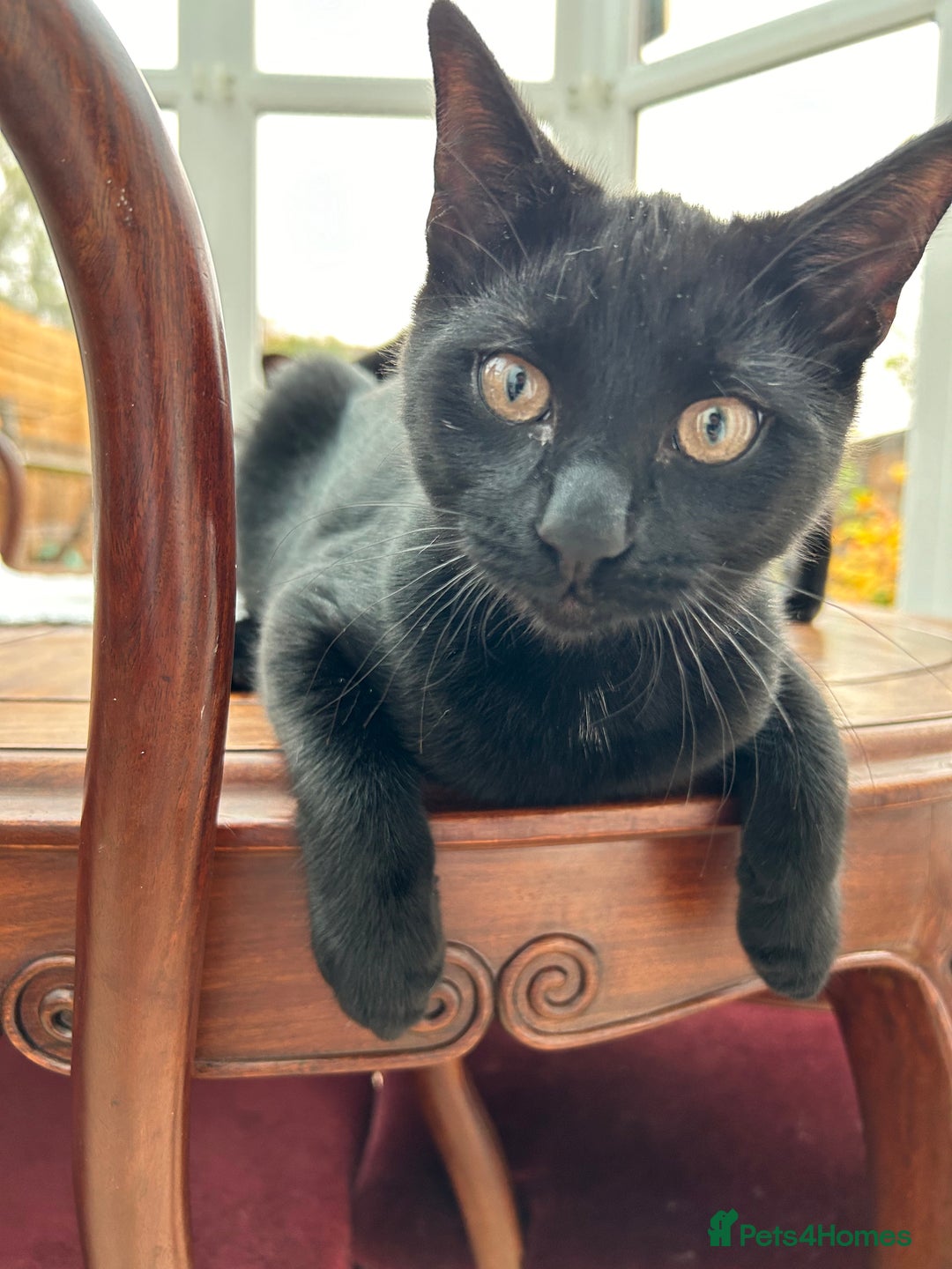 Domestic Shorthair cats for sale: 3 males kittens - Advert 8