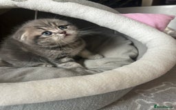Scottish Fold cats for sale: Pure breed SCOTTISH FOLD - Image 20