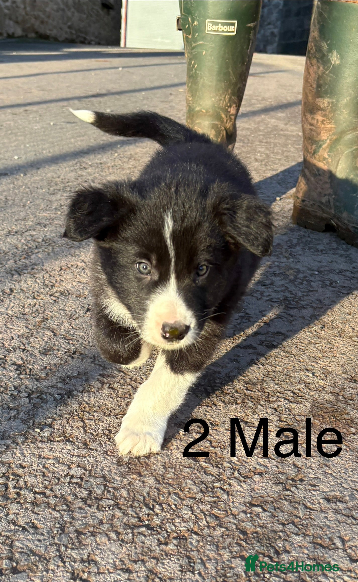Border Collie dogs Beautiful Collie Pups - Ready for  **  - £895 - Advert 3