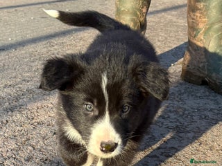 Border Collie dogs Beautiful Collie Pups - Ready for ** - £895 - Advert 5