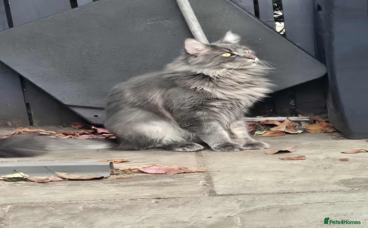 Maine Coon cats - Advert 1