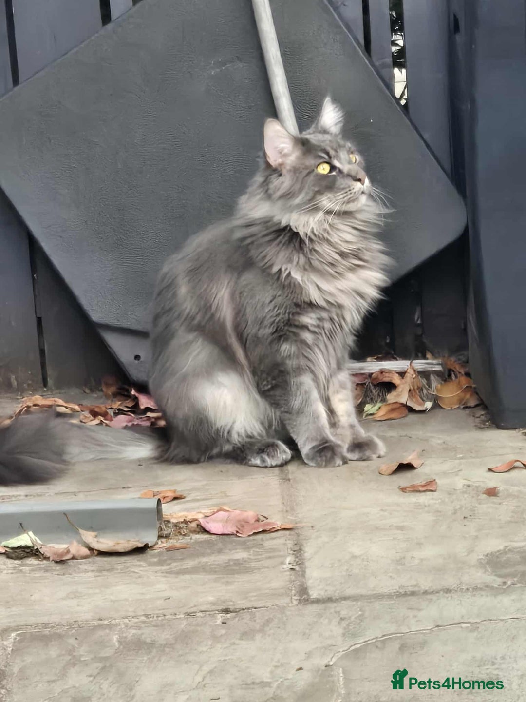 Maine Coon cats for sale: 2 beautiful (certified pure-bred) maine coons - Image 1